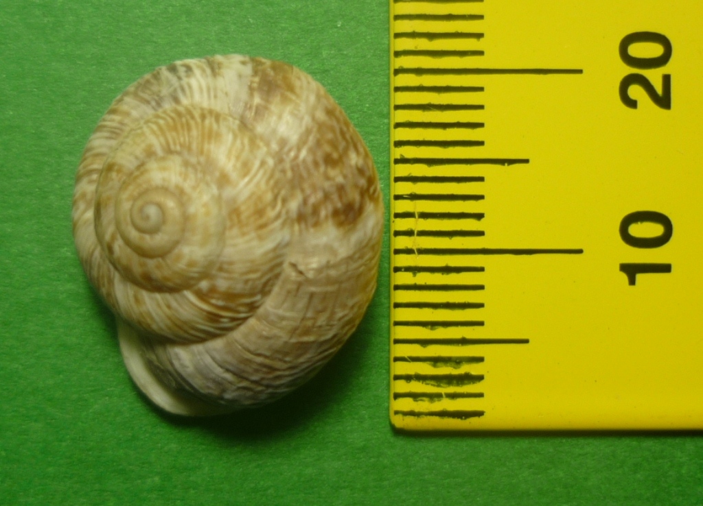 Marmorana muralis